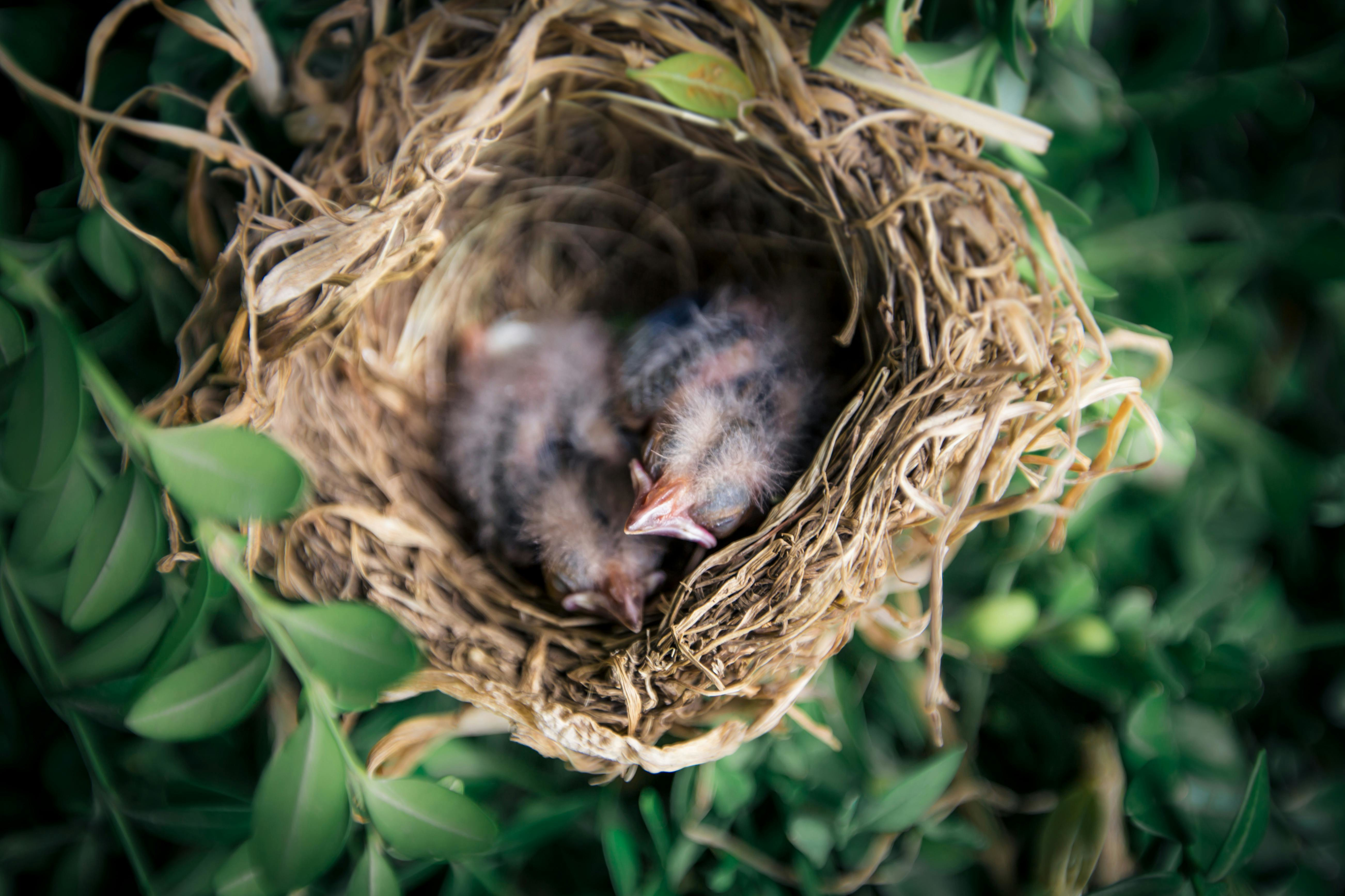 Vogeltjes In Nest