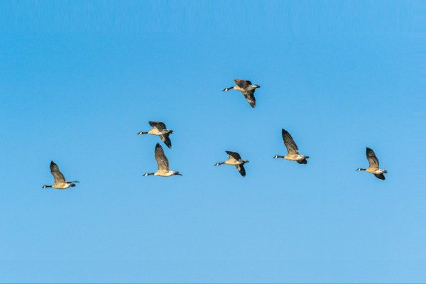 Ganzen Zijn Vrij Te Vliegen Waar Ze Willen Maar Doen Dat Succesvoller In Groep