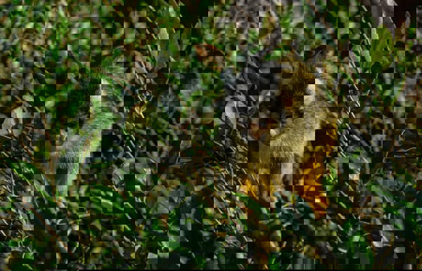 Pairi Daiza Pexels Superphoto 7056982